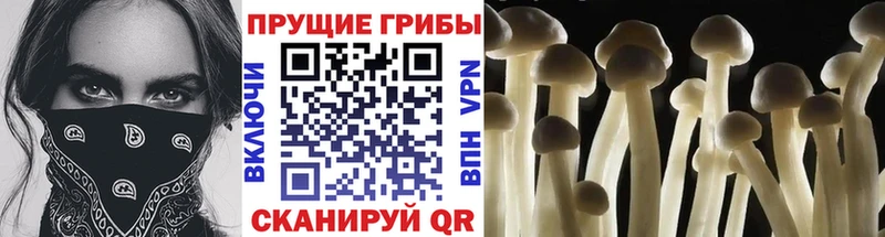 даркнет сайт Можайск Псилоцибиновые грибы Cubensis
